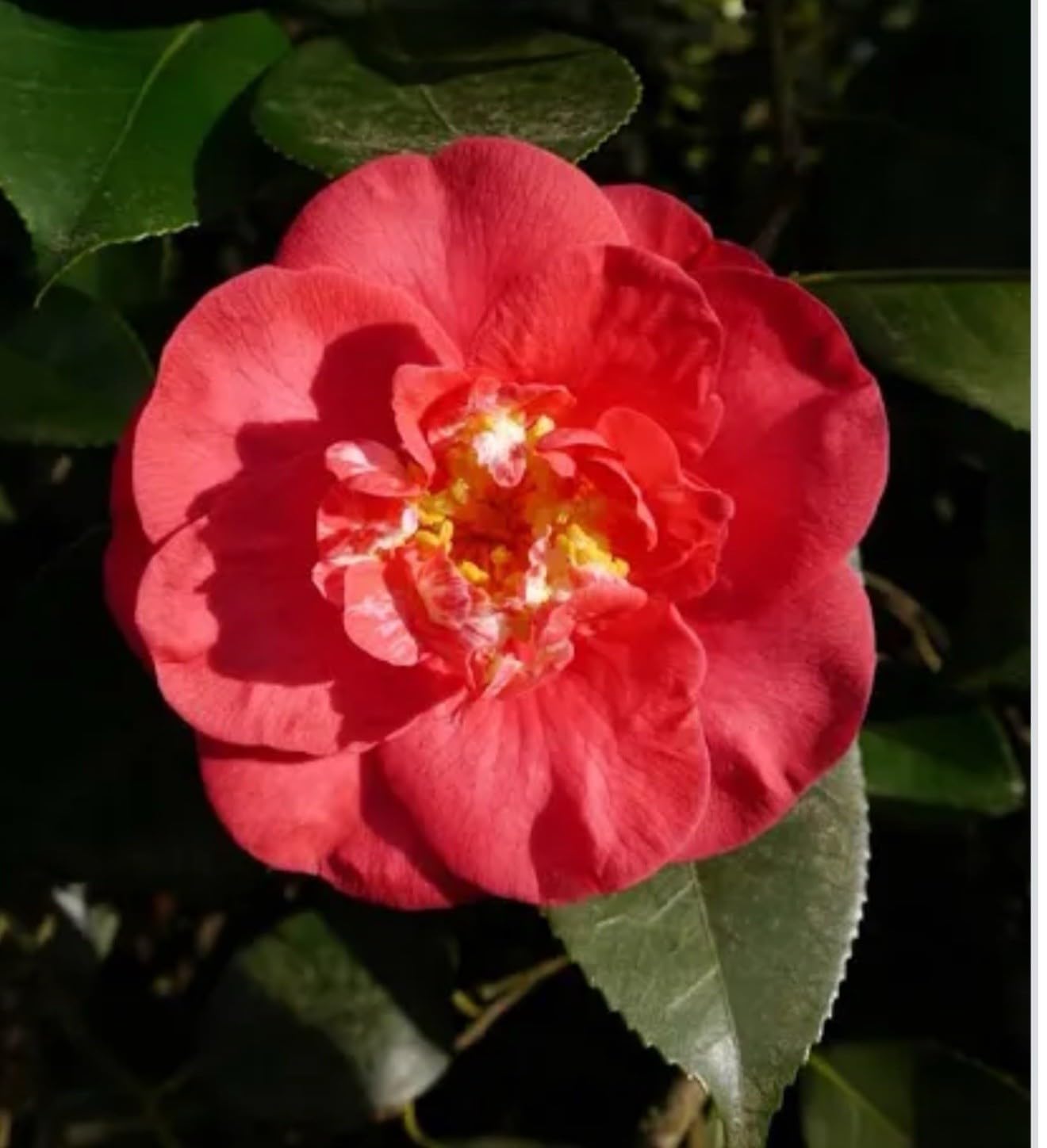 Live Plant - Camellia Japonica-Live Starter Plant