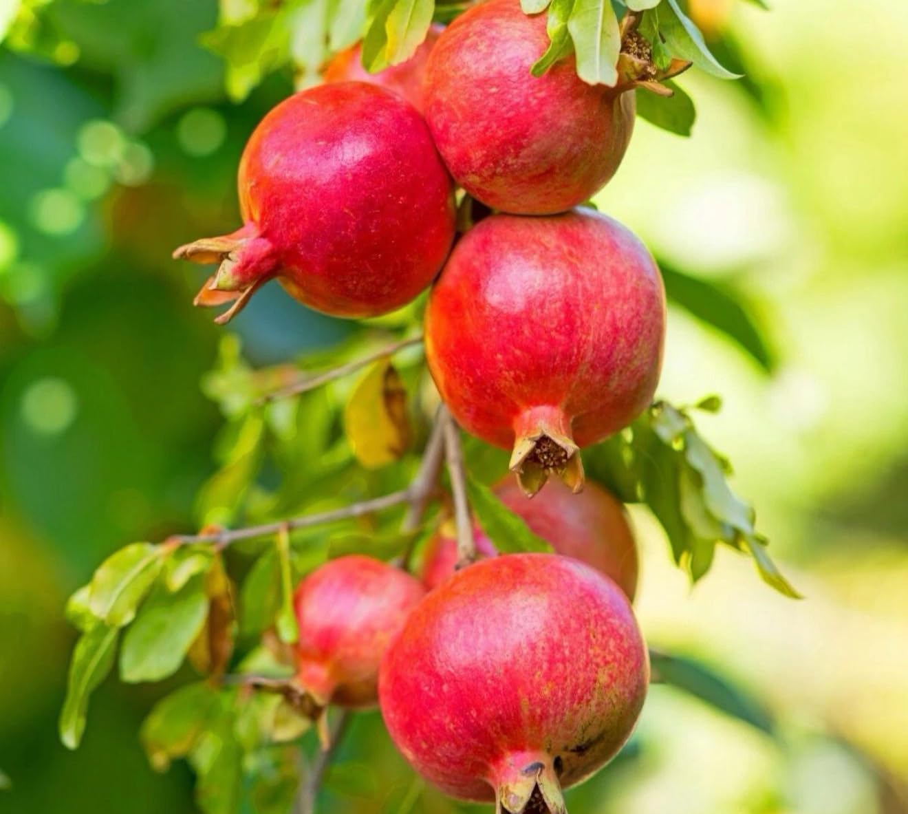 Big Pomegranate (Punica granatum) (Granada) Tropical Live Fruit Tree (2-3ft) Plant