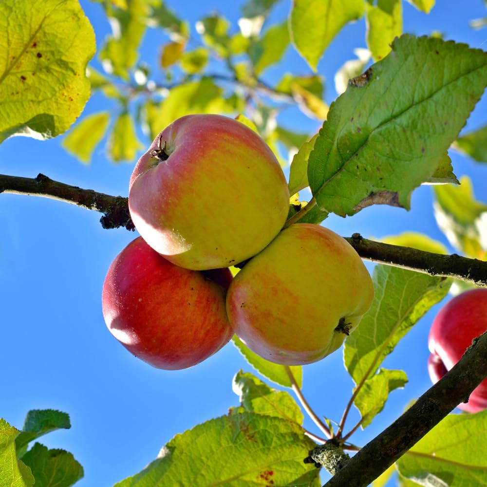 Generic Anna Apple Tree, Low Chill, Deciduous, Fruit Bearing, Medium to Large Fruit, 1 gal, Nursery Pot (Due to Agricultural Laws, we Cannot Ship to CA, AZ, AK, or HI), Green