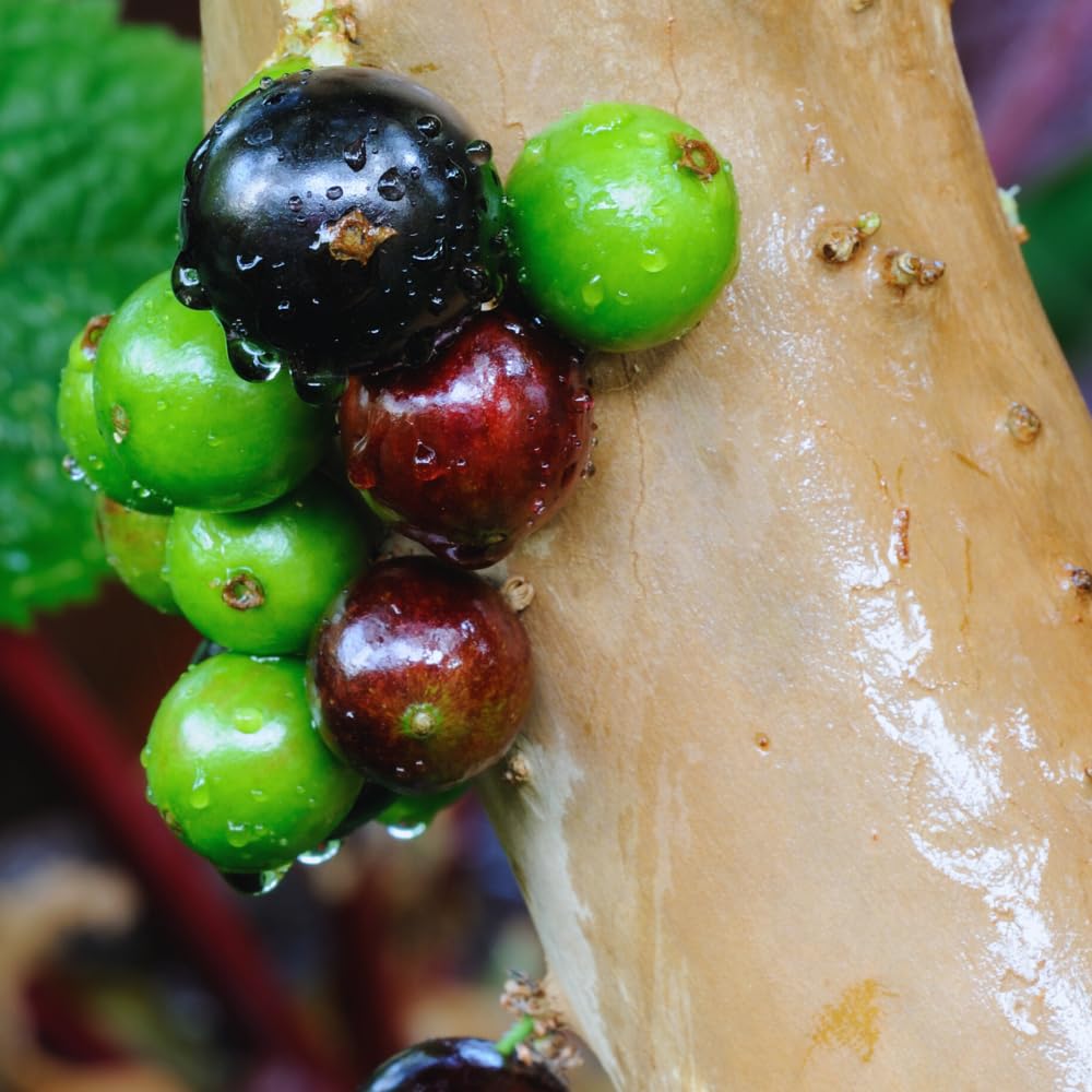 Black Jaboticaba Tree Plant Live, Jaboticaba Grape Fruit Plant, 5 to 8 Inc Long, Tropical Plants Garden