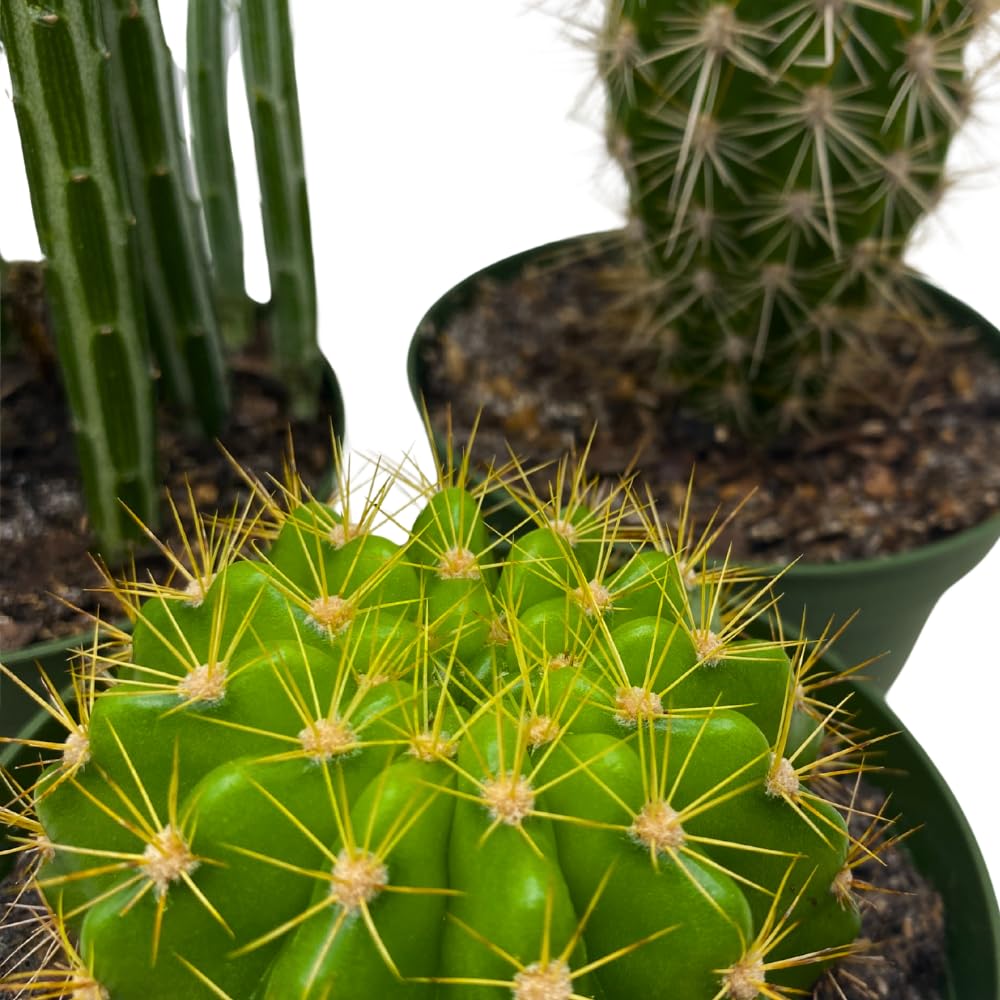 BubbleBlooms Cactus Assortment, 4 inch Set of 3, Best-Sellers Most Popular Cacti Variety