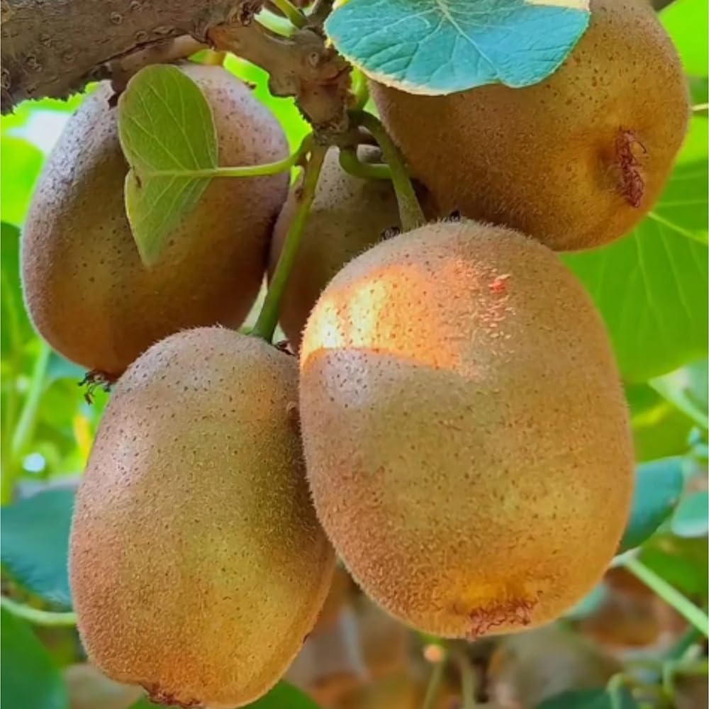 60+ Kiwi Fruit Seeds Chinese Gooseberry Vine Vining Fruit Garden Plant