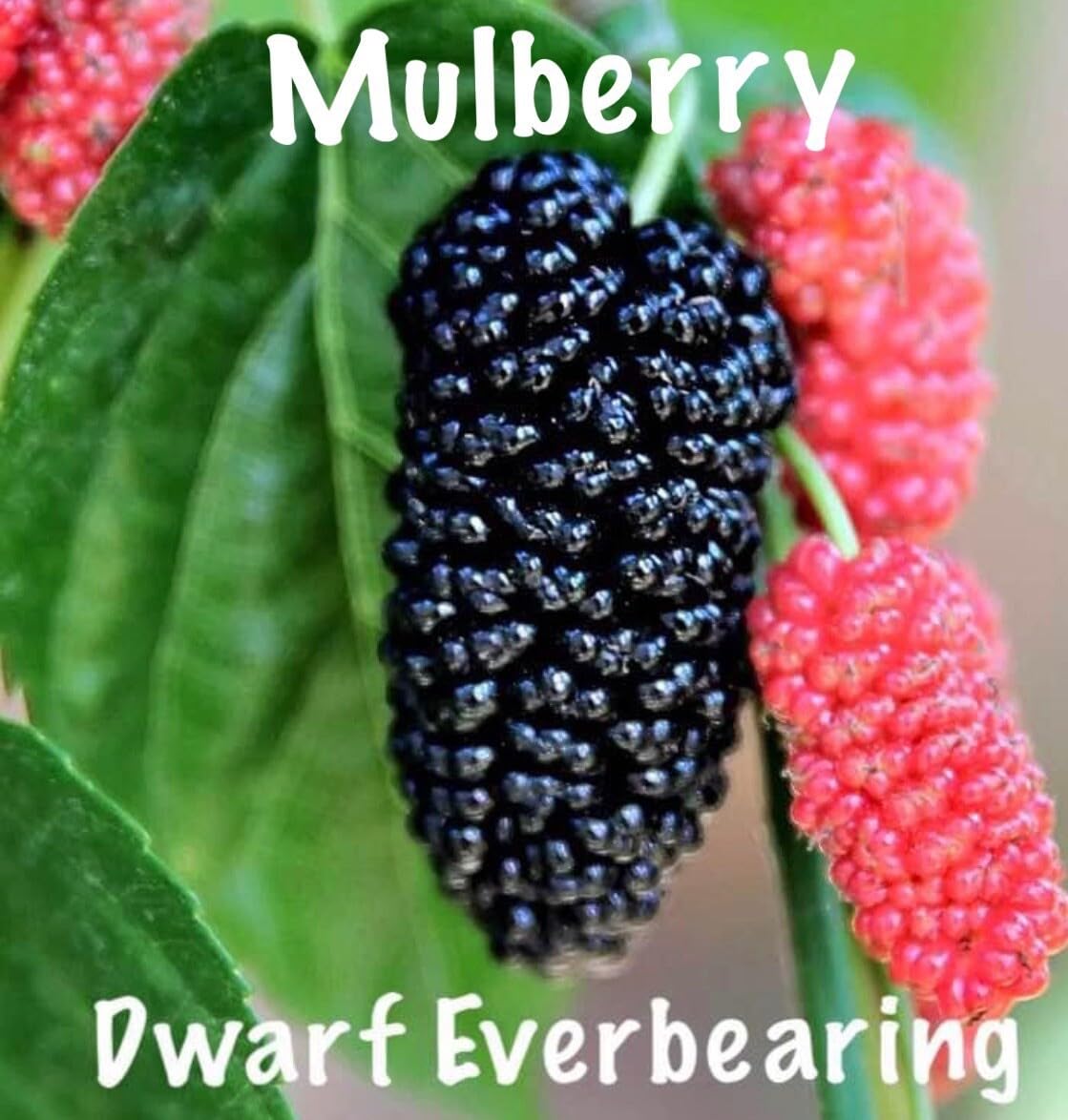 Live Plant - Mulberry Tree - 'Dwarf Everbearing' - Morus nigra 2 Plants Edible Fruit !
