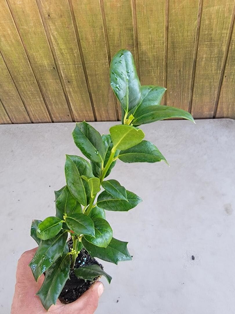 Live Plant - Nellie R. Stevens Holly Tree - Starter Plants
