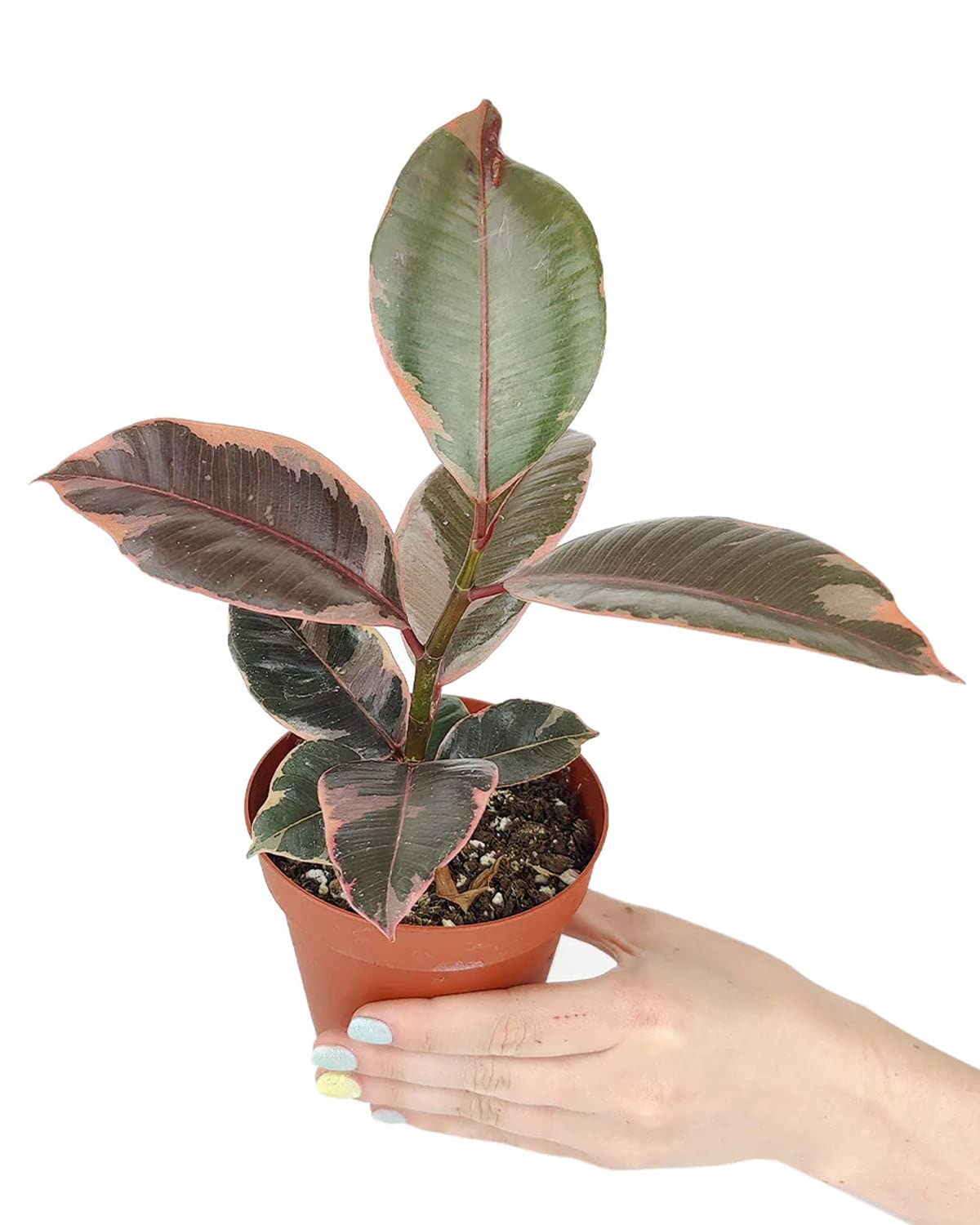 Ficus Elastica Ruby Pink (4'' Grower Pot) - Healthy Houseplant - Easy Care Indoor Houseplant