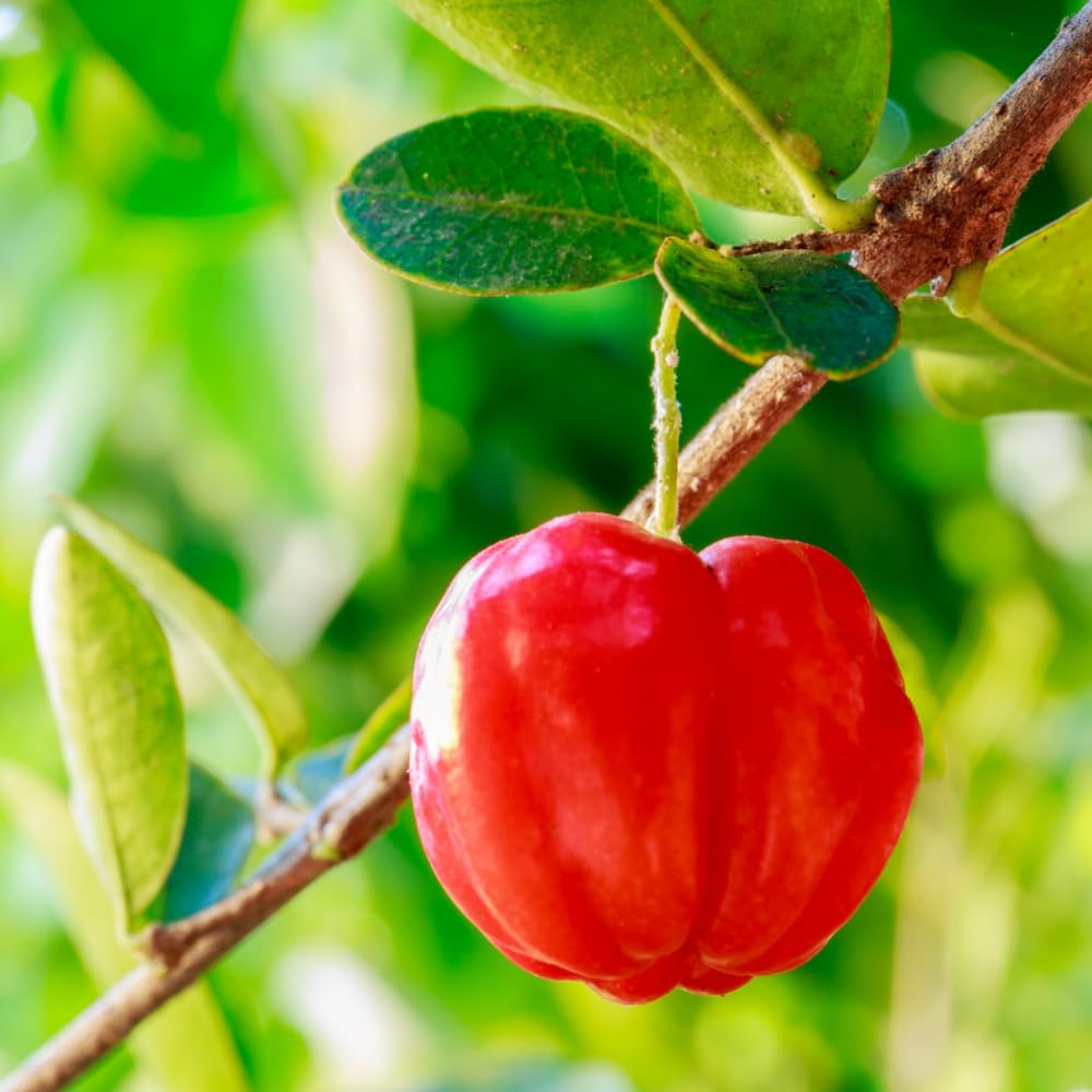 Pack 2 Barbados Cherry Trees Live Plants, Well Rooted 4-8 Inch Tall, Acerola Red Cherry Tropical Fruit Tree