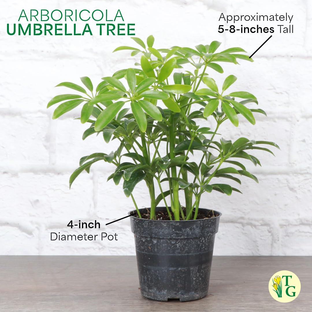 Thorsen's Greenhouse Live Arboricola Umbrella Tree Plant, Schefflera Arboricola, Natural Air Purifier, Easy to Grow, Live Indoor Houseplant, 4-inch Diameter (Copper)