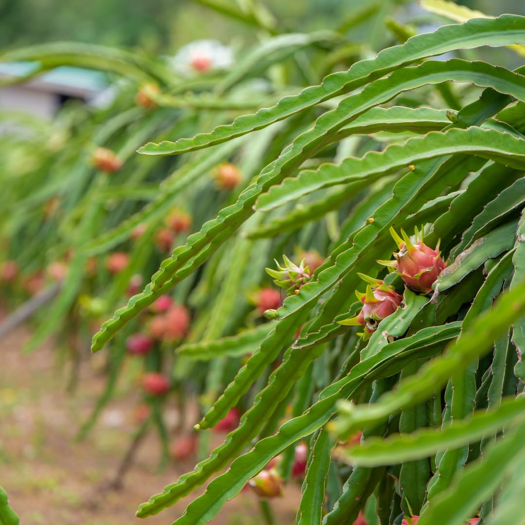 Live Red Dragon Fruit Plant, Sweet Dragon Fruit, 4 Inch Pot for Planting