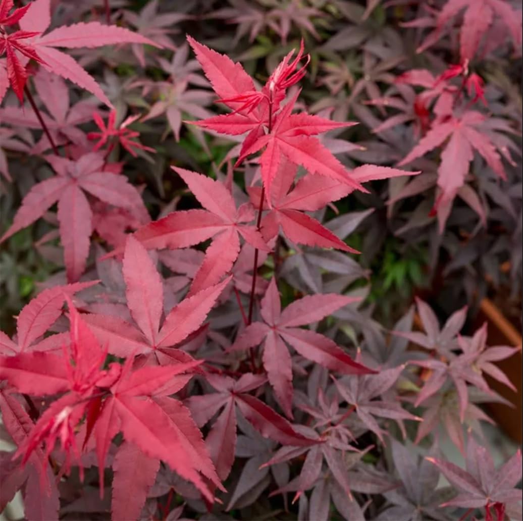 30pcs Red Japanese Maple Tree Seeds (Acer Palmatum Atropurpureum) - Vibrant Garden Beauty