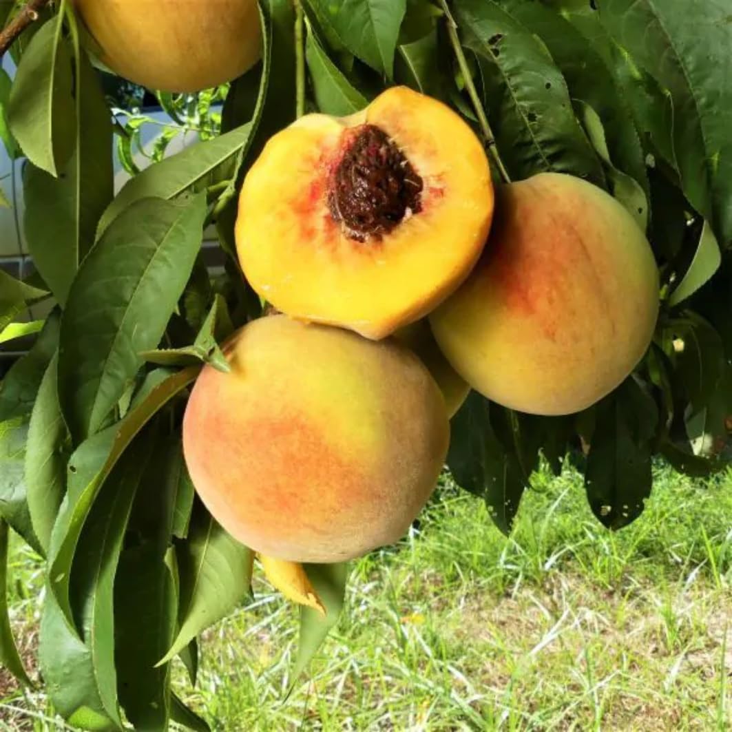 Grafted Yellow Red Peach Tree Live Plant, Well Rooted Peach Plant 1 Feet Tall for Planting Outdoor, Dormant, Ready to Bear Fruit Within 1-2 Years, No Pot