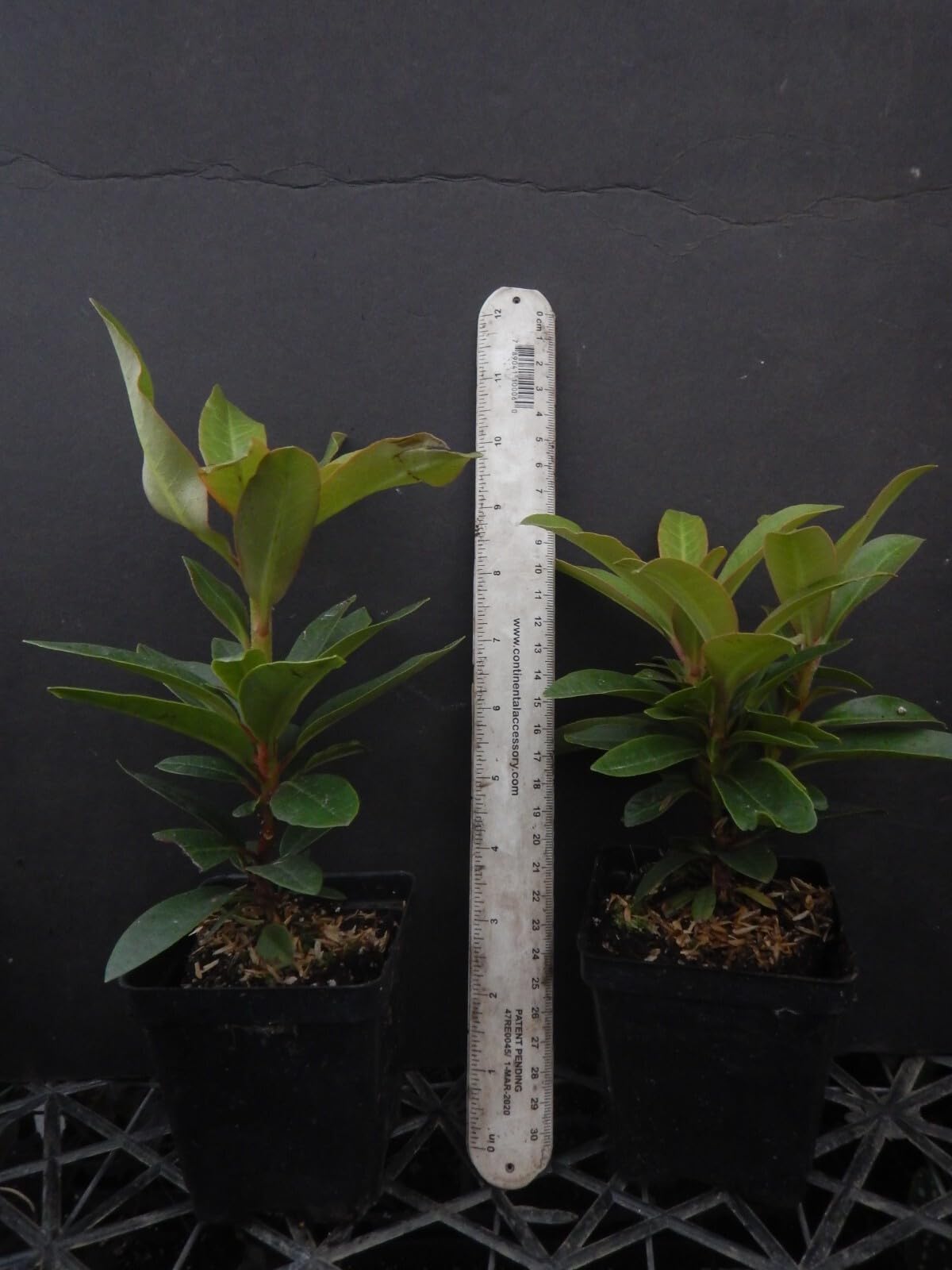 Live Plant - Yaku PrincessAzalea RhododendronSTARTER Plant