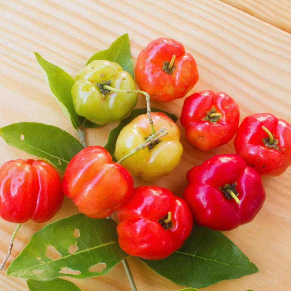 2 Barbados Cherry Plants Live, Cold Hardy Cherry Tree Live Plant, 5-7'' Tall, Sweet Cherry Tree