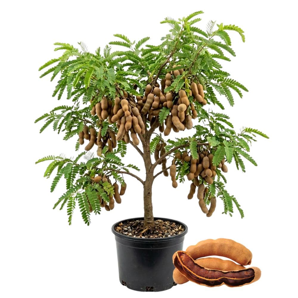 Live Sour Tamarind Tree 2-3ft in 3 Gallon Pot, Live Tropical Fruit Plant, Tangy Tamarind Fruit Tree for Planting Outdoor Garden, No Ship to CA
