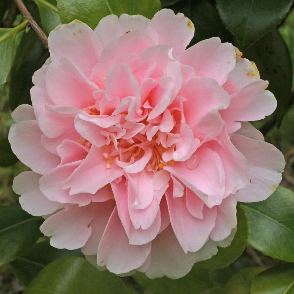 Live Plant - Camellia Japonica-Live Starter Plant