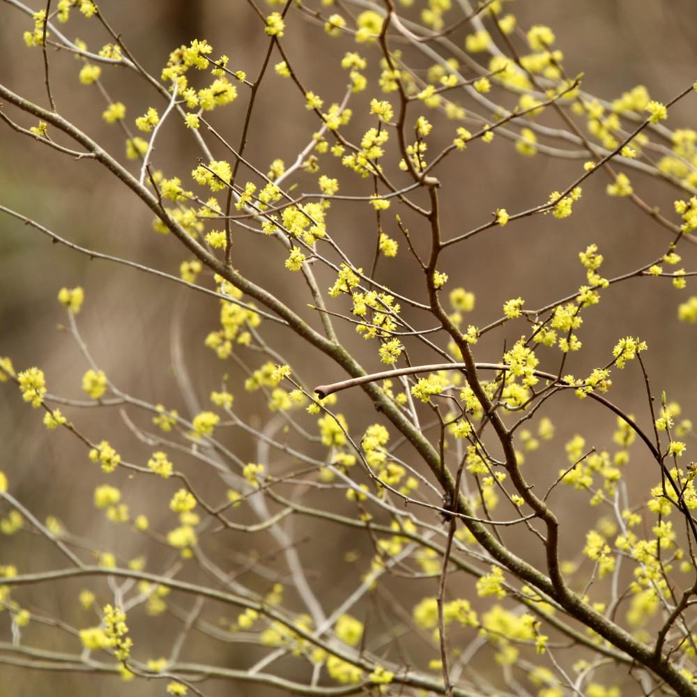 Spicebush Live Plant in Quart Pot, Fragrant Leaves, Hardy Shrub, 8-12 Inches Tall for Outdoor Gardening