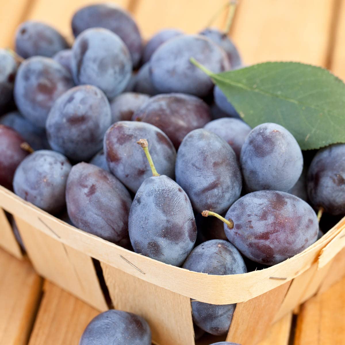Blue Damson Plum Dormant Starter Bare Root Standard Fruit Tree, Due to restrictions can't ship to state of CA, CO, ID,MT, OR, or WA