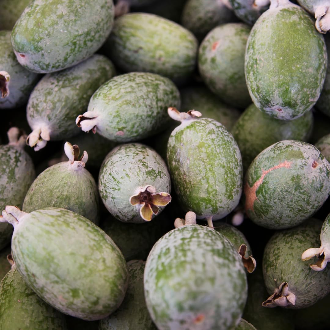 Fragrant Guava Tree Live Plant, Well Rooted 4"-10" in Tall, Tropical Fruit Guavas for Gardening, Zones 9-11 (Pineapple)