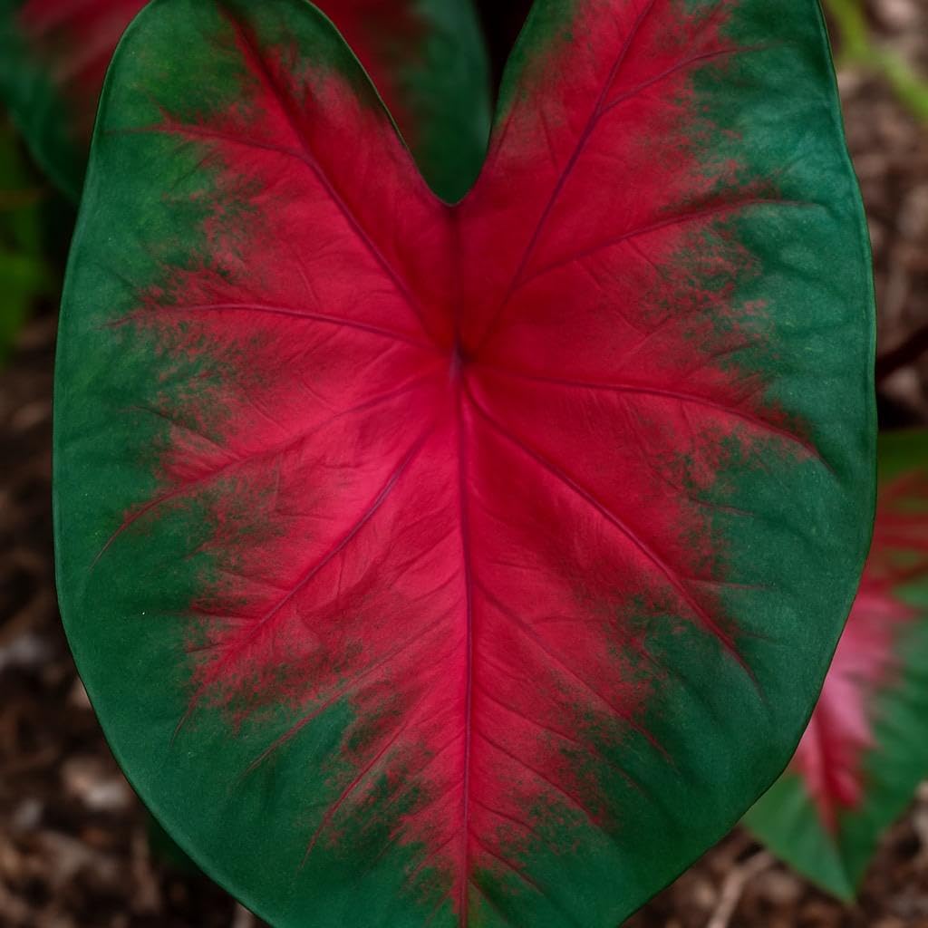 10 Dragon Heart Caladium Bulbs for Planting - Perennial Hosta, Elephant Ears, Fancy (10 Bulbs)
