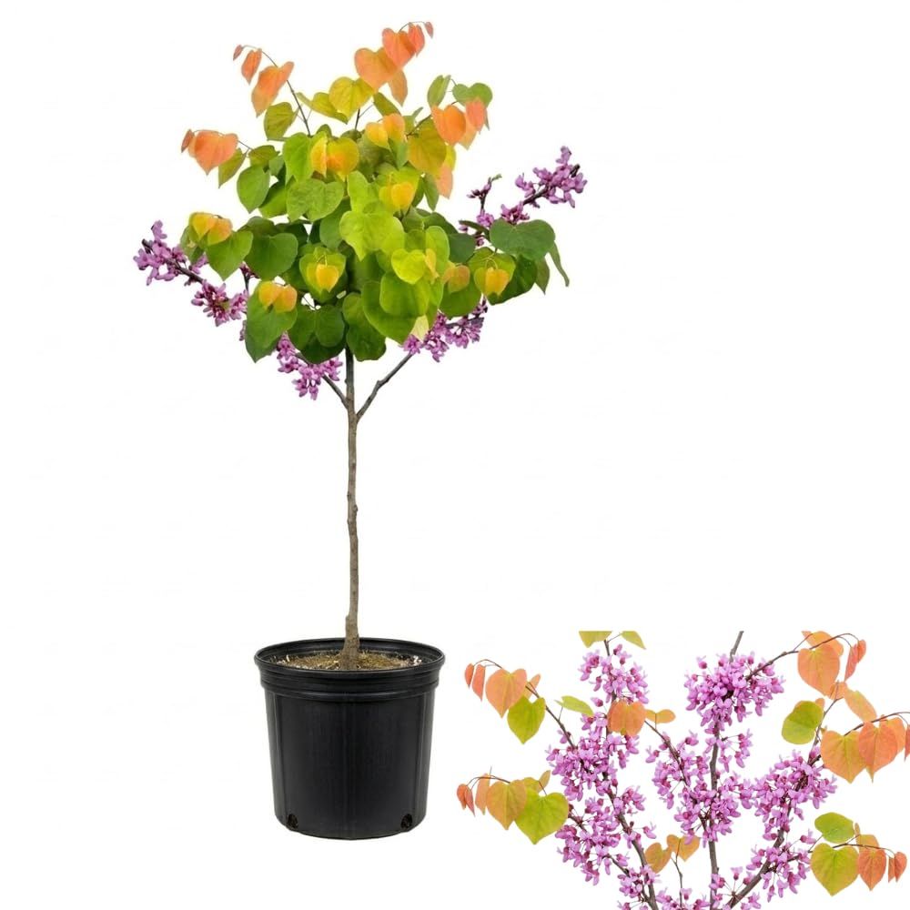 Eastern Redbud Tree Live Plant - 12-18 Inch Tall in Quart Pot, Redbud Live Trees, Beautiful Spring Pink Blossoms, Low-Maintenance Starter Tree for Outdoor Landscaping