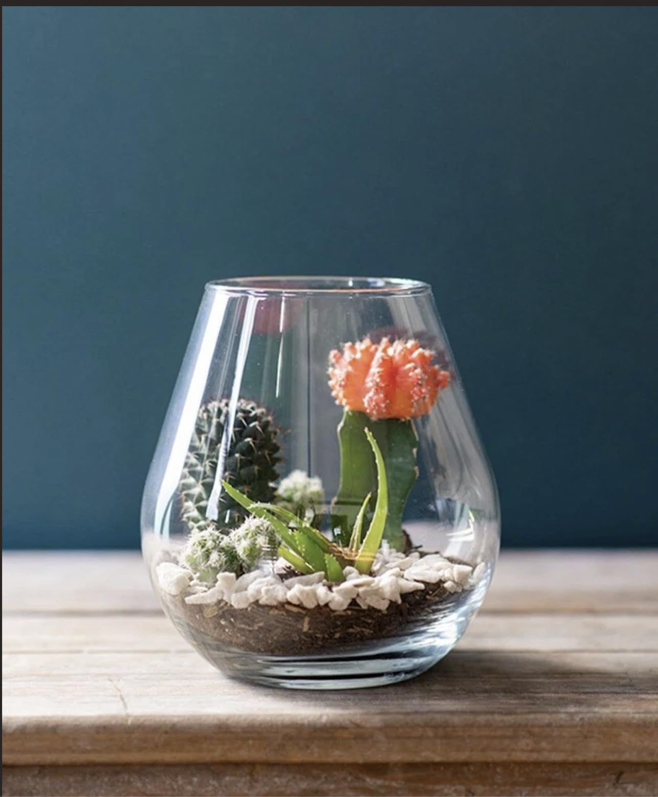 Syndicate Glass Lantern Terrarium Kit, Clear, 14 x 6 x 14 Inches, Hand Wash, Indoor Planter for DIY Projects, Create Your Own Design