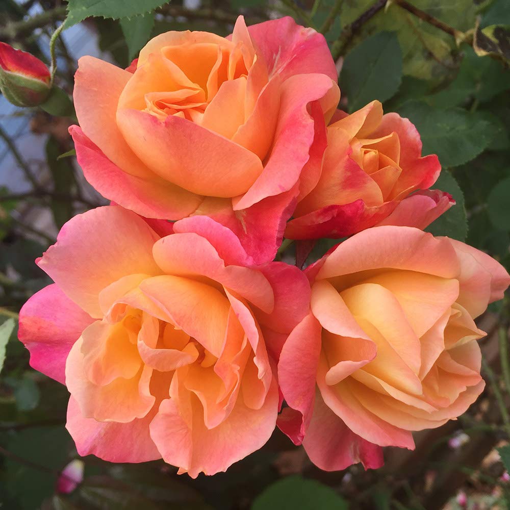 Heirloom Climbing Roses, Live Own Root Plant for Outdoor Garden, Joseph's Coat, Lightly Fragrant, Hardiness Zones 5-10, Continual Blooming
