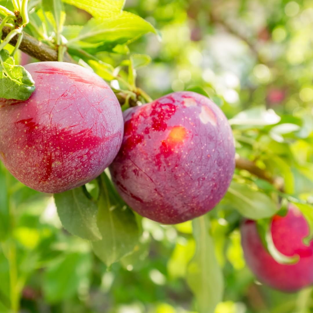 Live Red Plum Fruit Tree, Sweet Fruit Tree, 3 Feet Tall in 3 Gallon Pot, Ready for Outdoor Planting, No Ship to CA