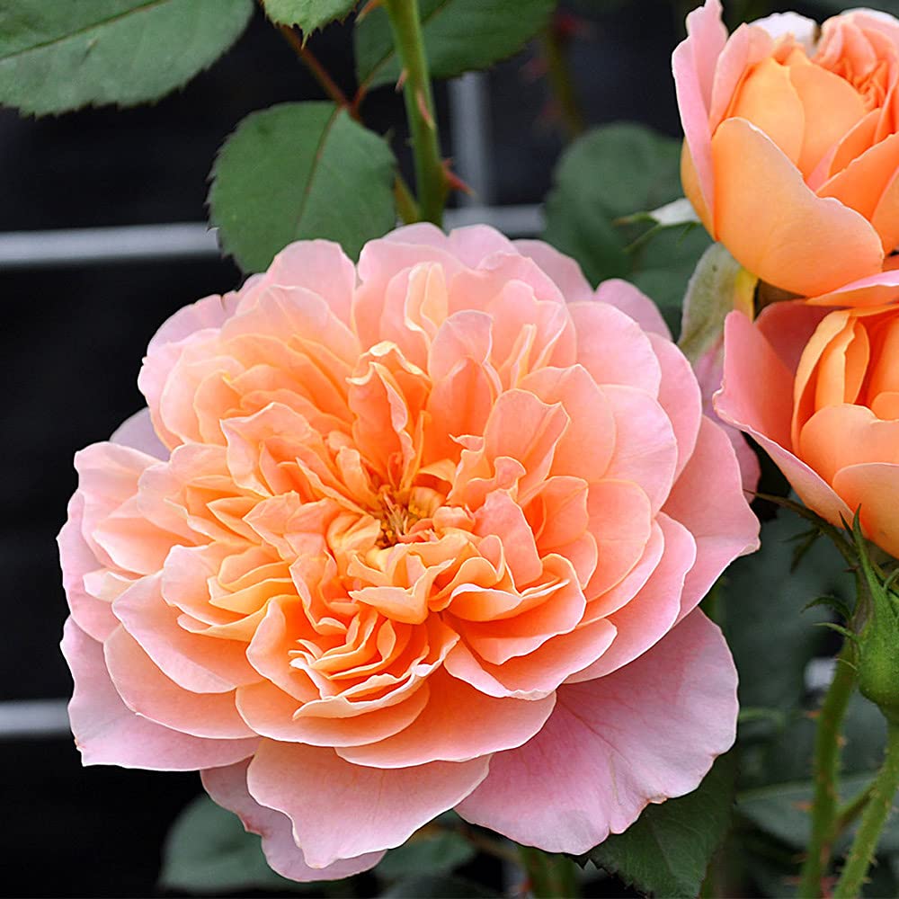 Heirloom Climbing Roses, Live Own Root Plant for Outdoor Garden, The Impressionist™, Very Fragrant, Hardiness Zones 5-10, Repeat Blooming