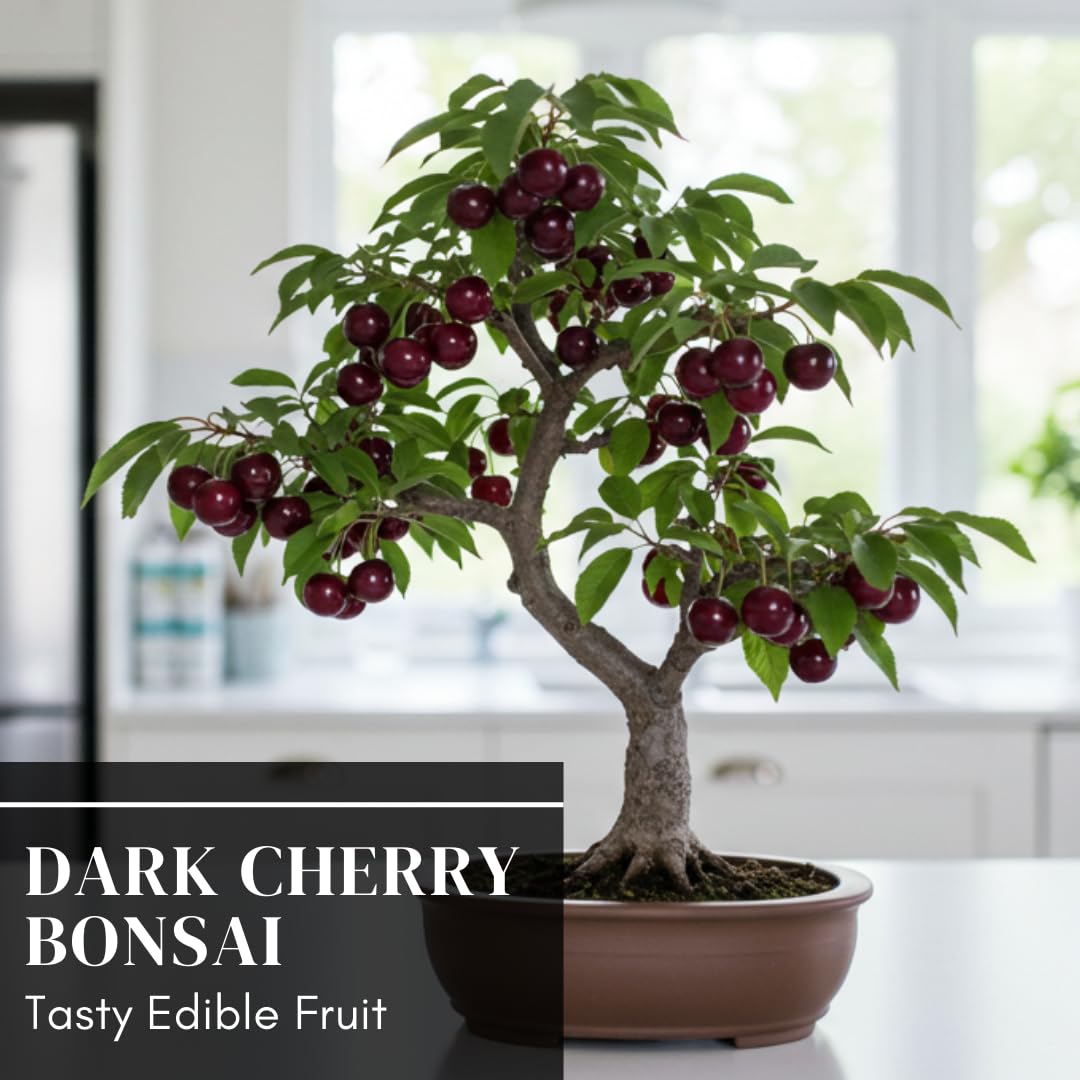 Black Cherry Bonsai Tree for Growing - 1 Year Seedling - Ready to Plant (1 Seedling)