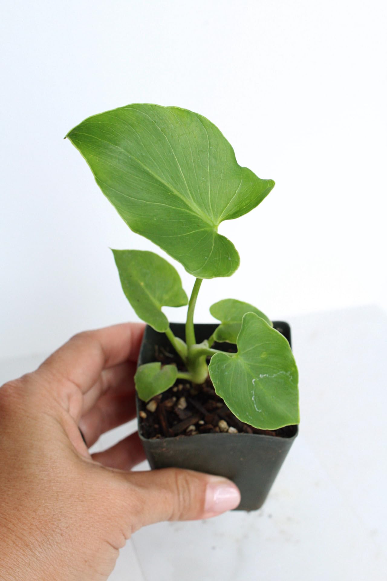 Mini Philodendron Selloum Hope Starter Live Plant Fairy Garden Tree Tropical Houseplant Gift Indoor Plant Low Maintenance Easy Care Plant