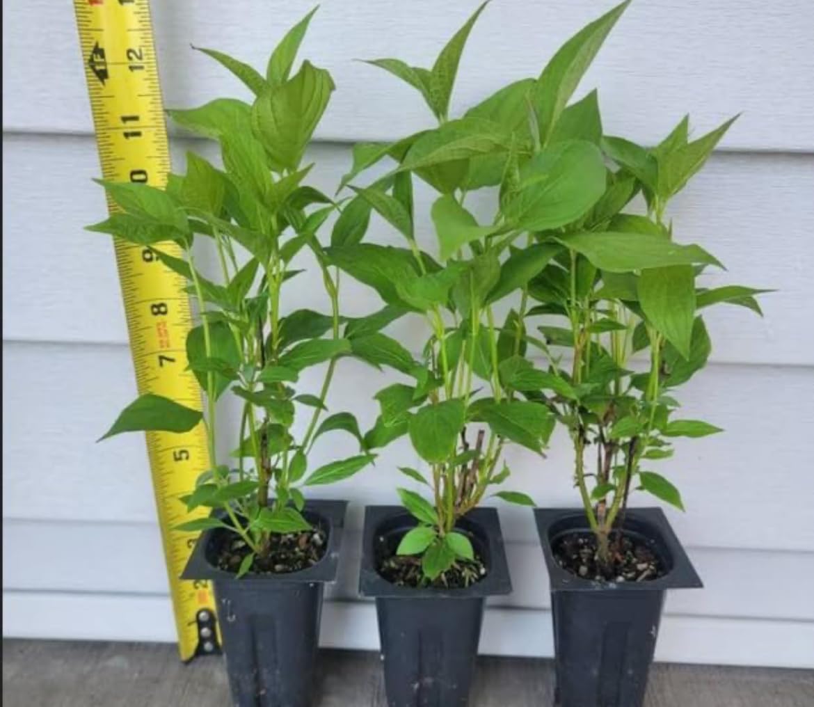 Red Twig Dogwood Shrub/Bush - (Red Osier) - 6-12" Tall - Quart Pot - Live Plant - Cornus sericea