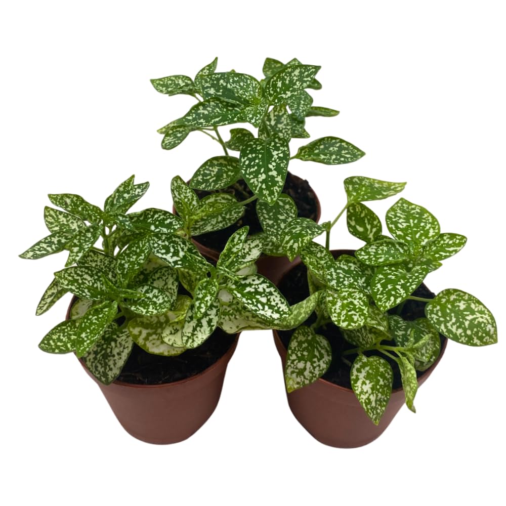 BubbleBlooms White Hypoestes phyllostachya 2 inch Set of 3 Flamingo Polka Dot Plant Tiny Mini Pixie Plants
