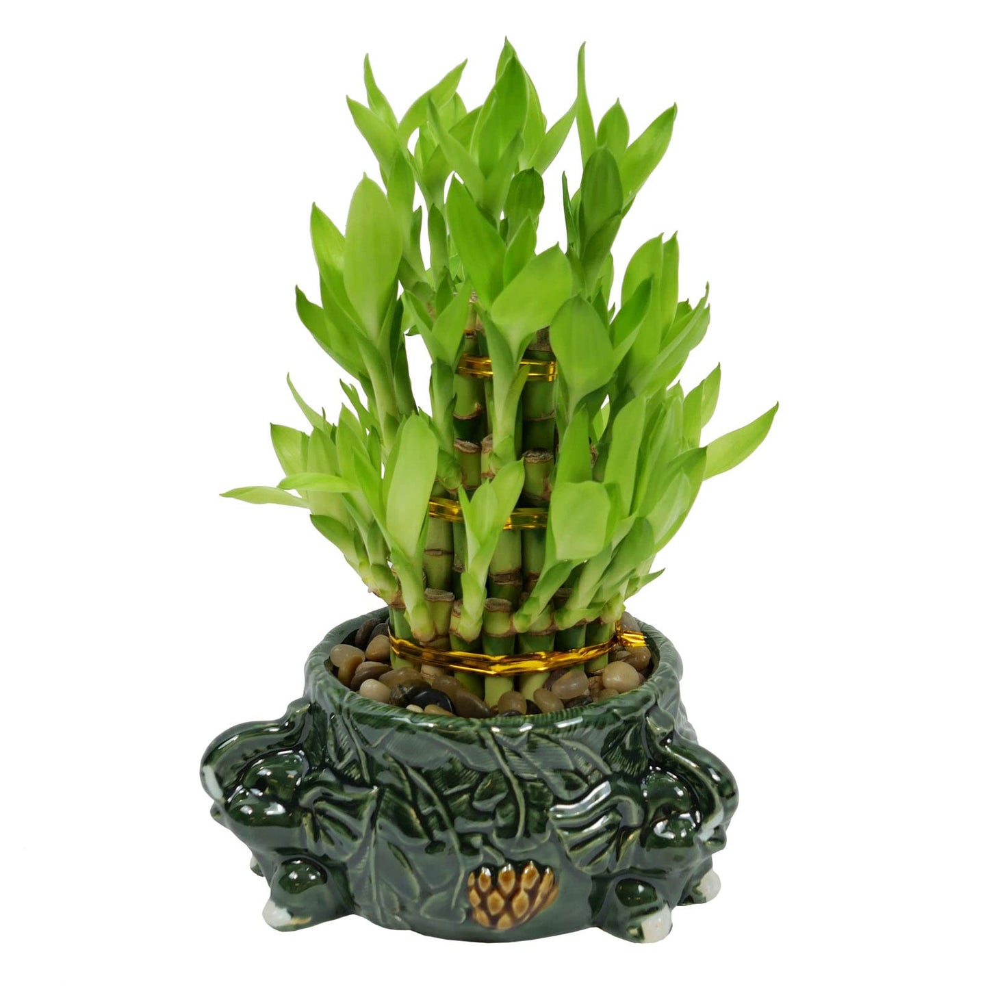 Athena’s Garden Lucky Bamboo Indoor Live Plant 3 Tier Tower Fresh Plant in Ceramic Planter (Elephant)