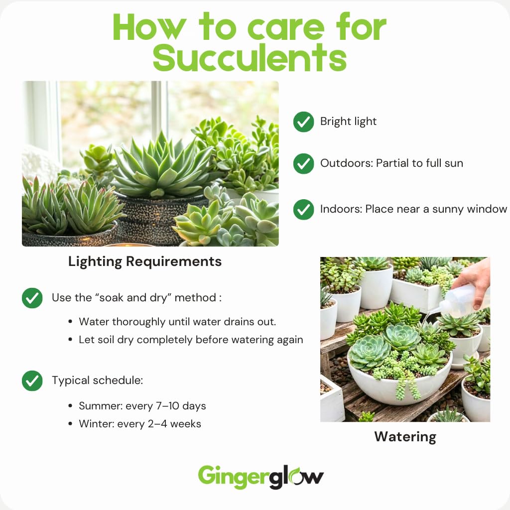 String of Buttons Plant Live | Variegated Crassula Perforata Succulent | Live Trailing Succulent in 4 Inch Pot | Rare House Plant for Home & Office Décor
