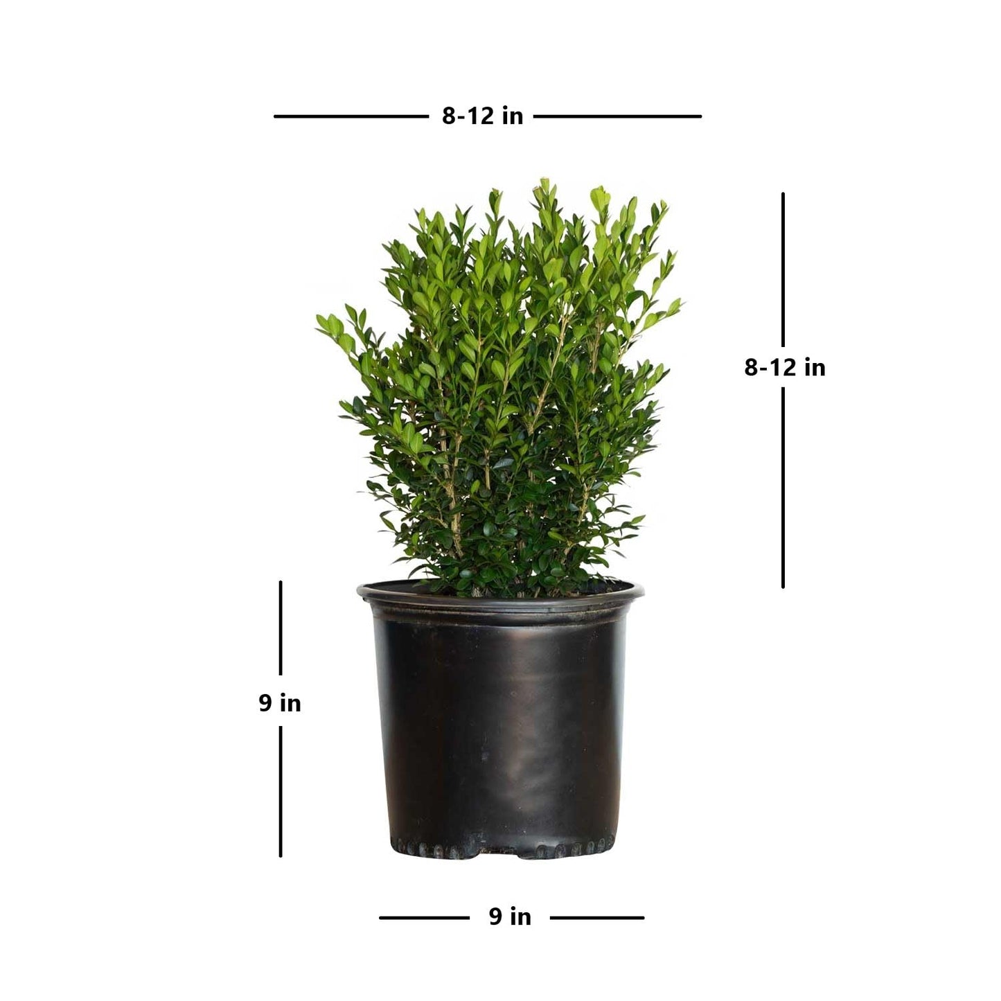 2.5 Gallon - Green Velvet Boxwood