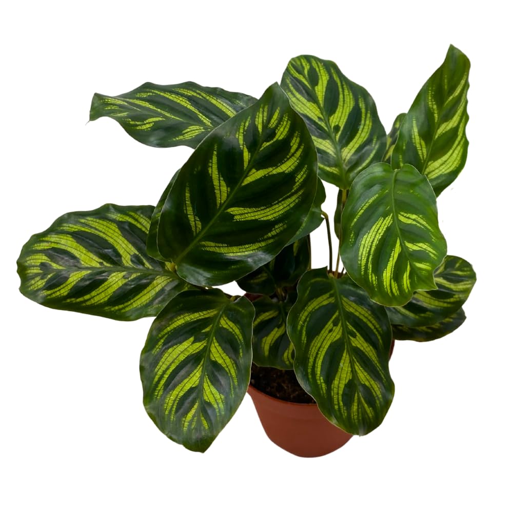 BubbleBlooms Calathea Makoyana, Peacock Plant in a 4 inch Pot Cathedral Calathea, Prayer Plant