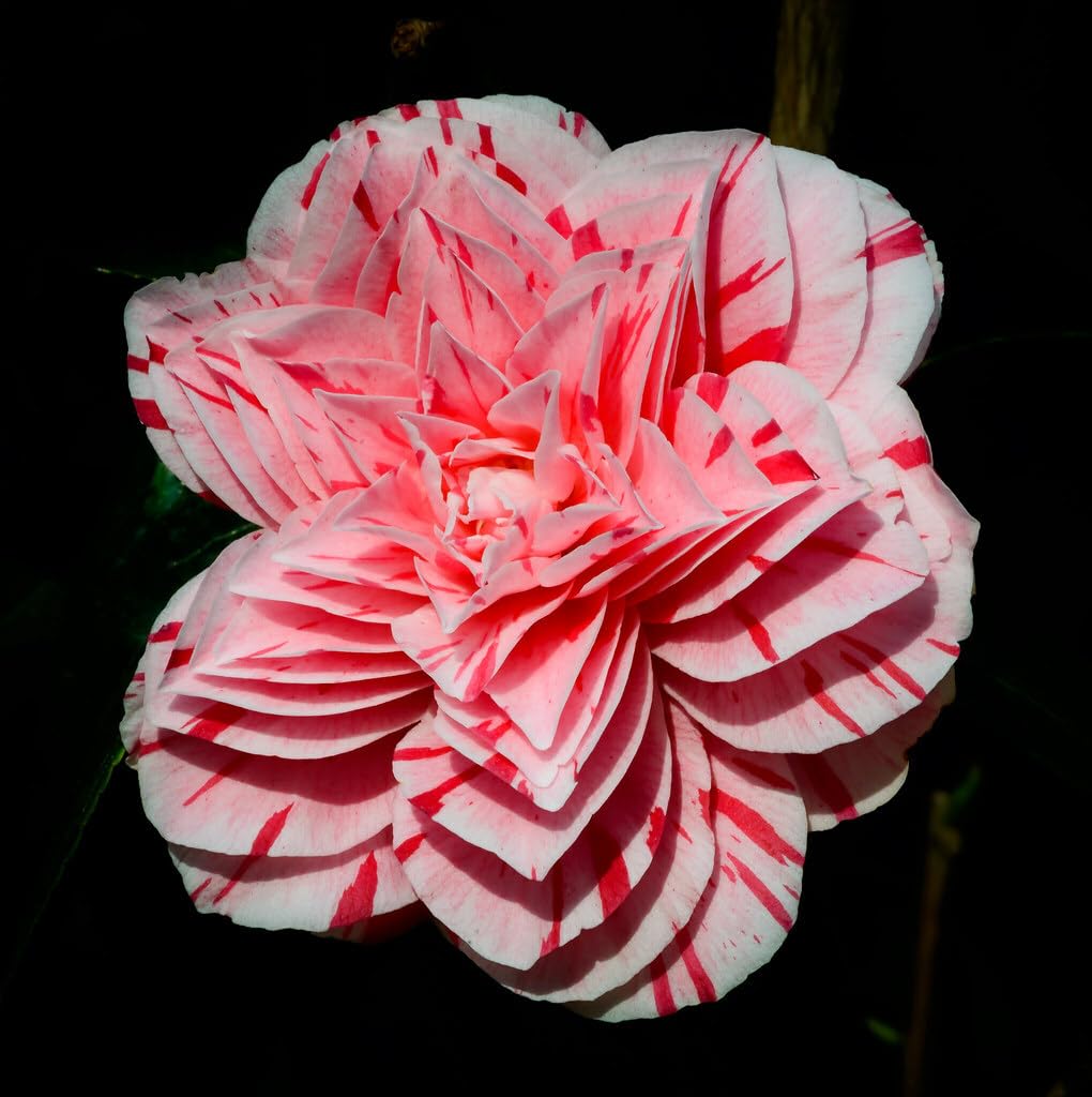 Live Plant - Les Marbury Unique Bloom Camellia Japonica-Live Starter Plant