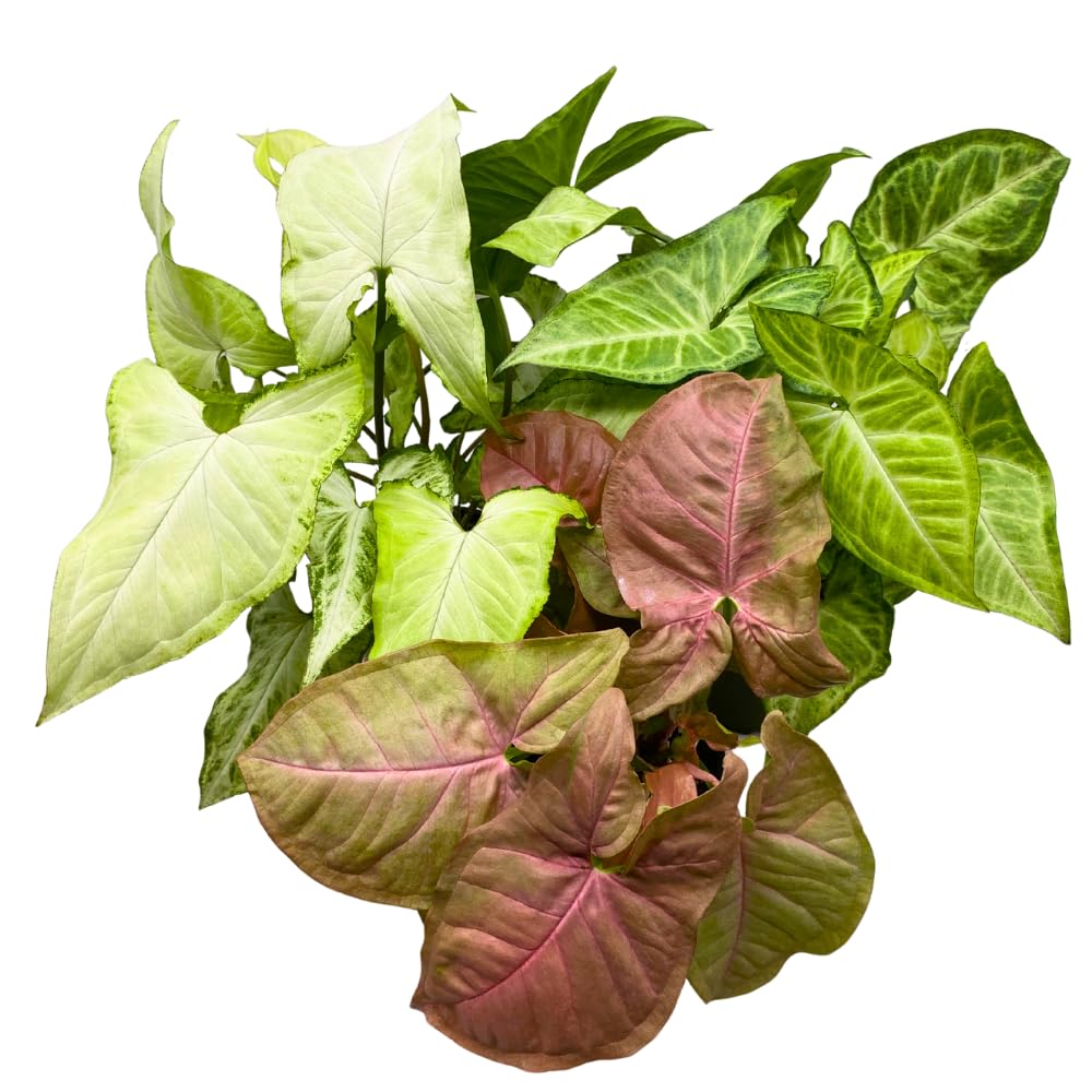 BubbleBlooms Syngonium Assortment 4 inch Pots Set of 3