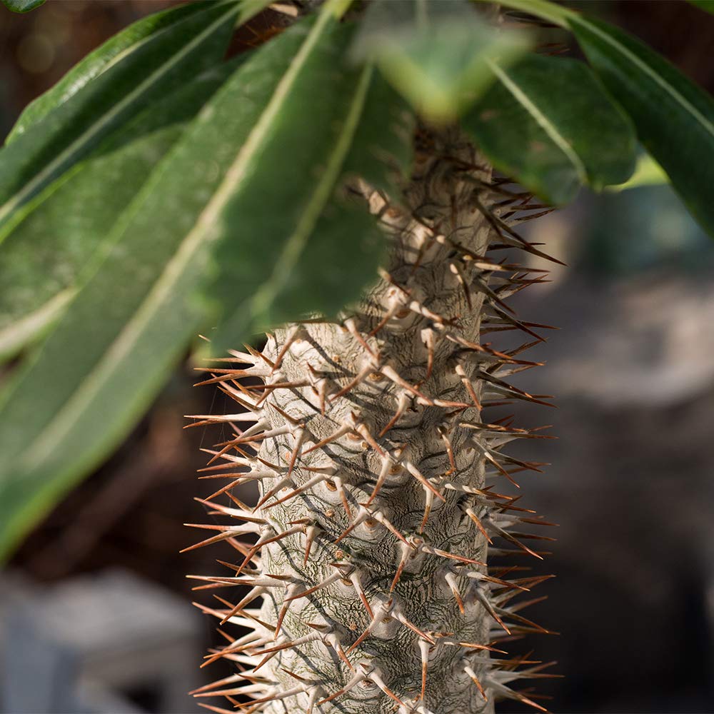 American Plant Exchange Live Madagascar Palm Tree, Plant Pot for Home and Garden Decor, 4" Pot