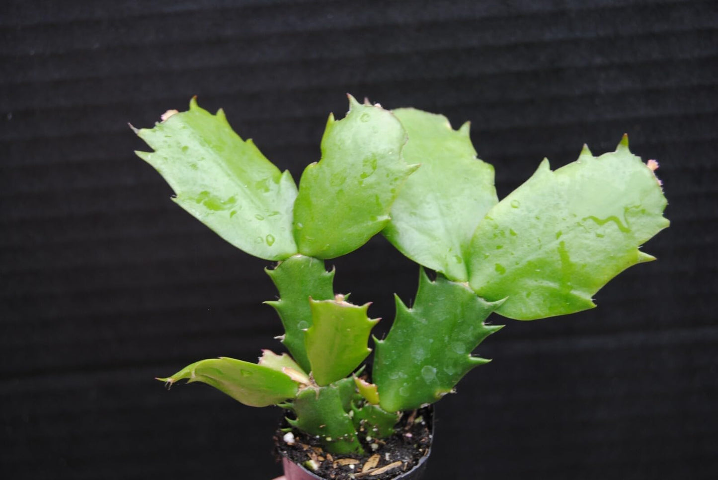 Live Plant - Christmas Cactus Starter Plant Aurea Schlumbergera Truncata