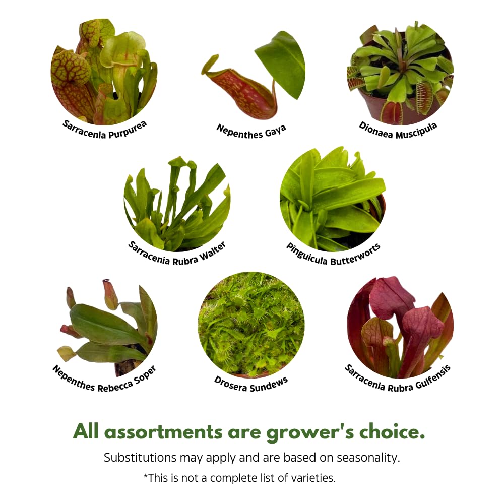 BubbleBlooms Carnivorous Plant Assortment Set, 3 Different Plant Species in 2 inch Pots