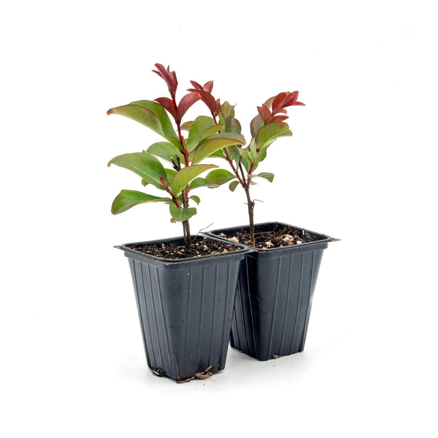 2 Red Rocket Crepe Myrtle, Live Plants (Lagerstroemia Indica) – Vibrant Red Blooms, Thriving in 2.5” Nursery Cubes