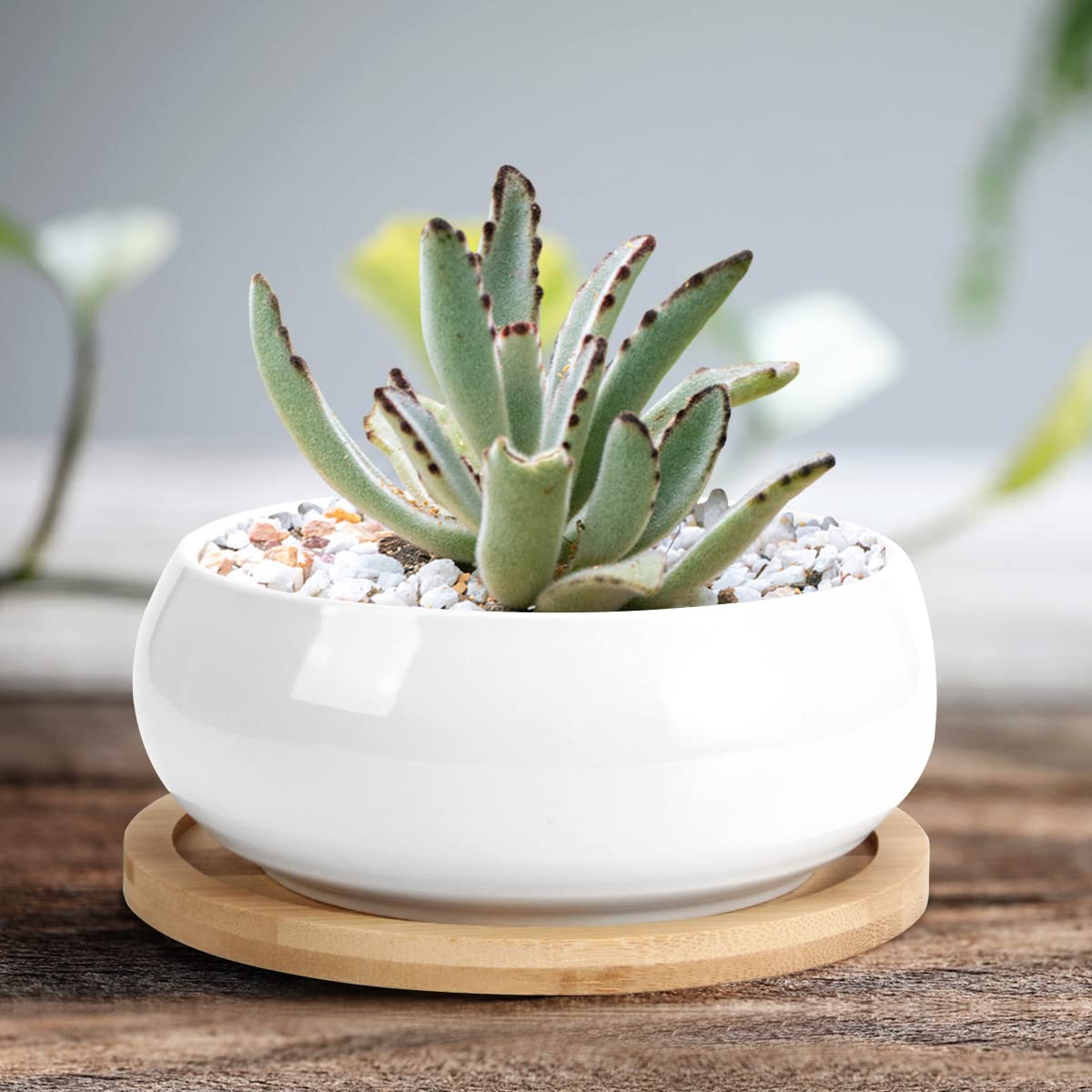 ZOUTOG 2 Pack Succulent Pots, 6 inch Ceramic Planters for Indoor Plants with Bamboo Tray, Pots with Drainage, Seeds＆ Plants Not Included