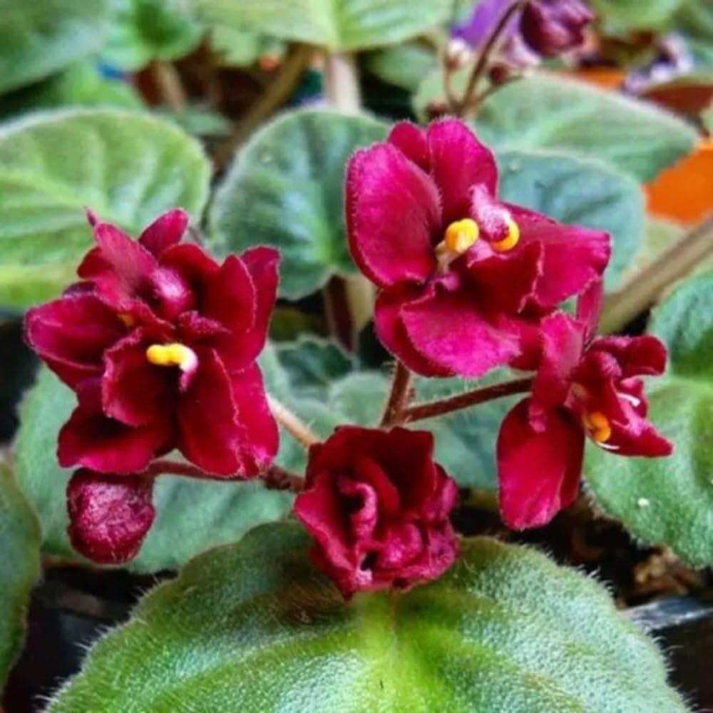 African Violets Plant Live in 4'' Pot, Fast-bloming Indoor Outdoot Flowering Plant with Vibrant Blooms (Red African Violet)