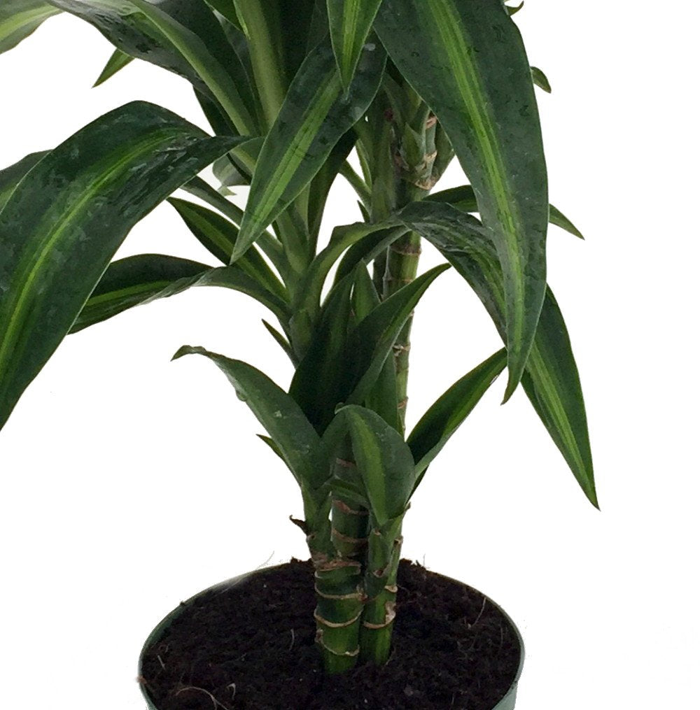 Hawaiian Sunshine Cane Dragon Tree - Dracaena - 6" Pot