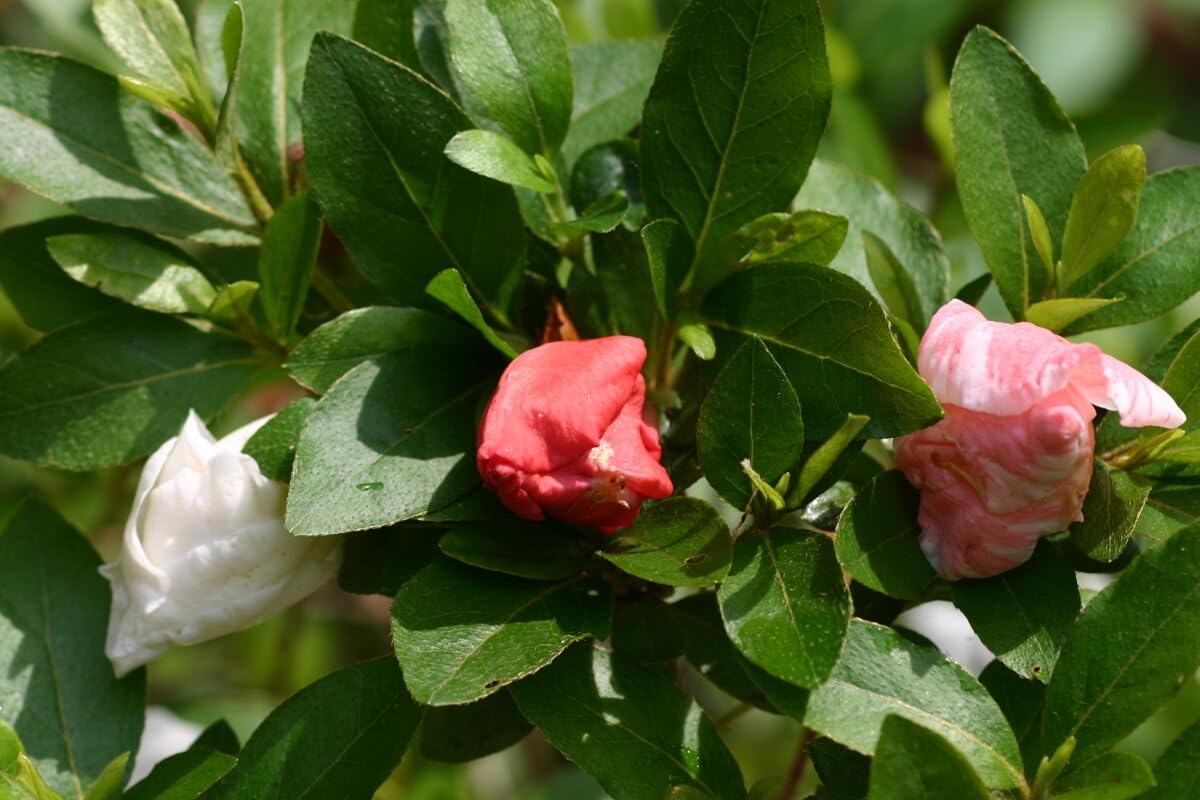 Live Plant - TAMA NO HADA Azalea Rhododendron Deciduous Starter Plant 3 Colors at Once