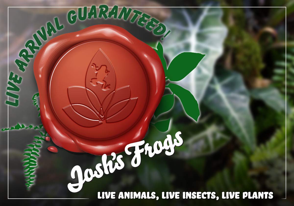 18x18x24 Day Gecko Vivarium Plant Kit