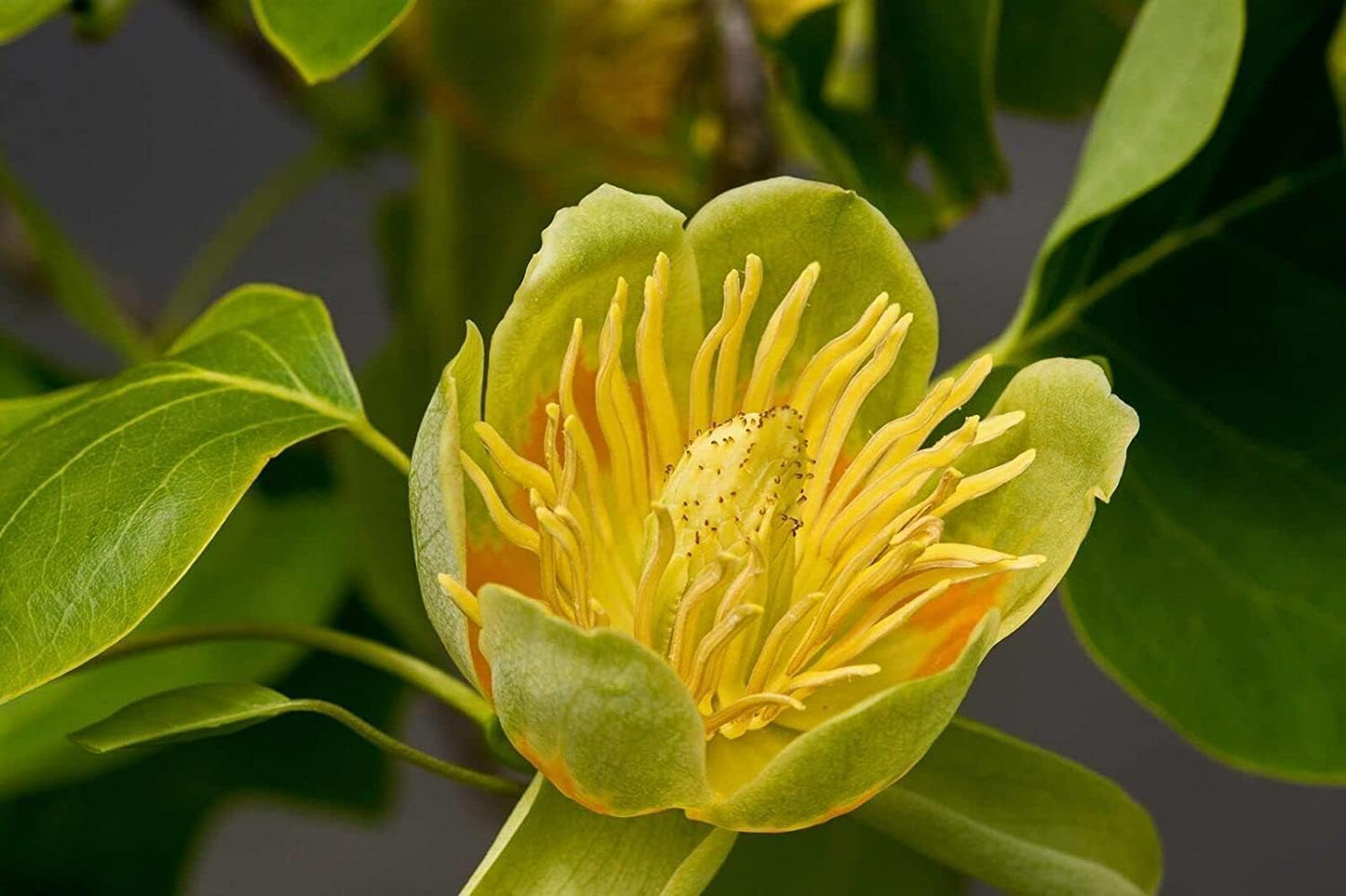 2 Tulip Poplar Trees - 18-24" Tall Live Plants - American Tulip Tree Seedlings - Liriodendron tulipifera - (2 Pack)