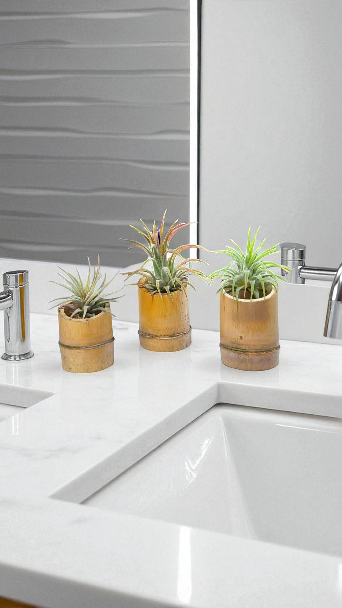 It Blooms Rainforest Grown 3 Pack Ionantha Air Plants Assorted Sizes - Live Tillandsia - 1 to 3 inches - 30 Day Guarantee