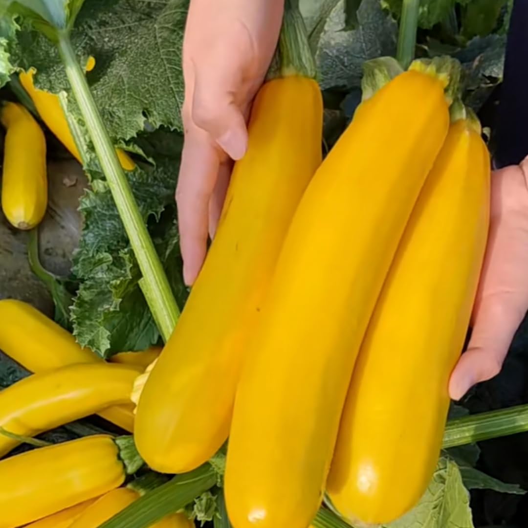 2 Yellow Zucchini Plants Live for Planting, 4 Inc Pot, Vegetable Squash Live Plant, Gardening Squash Plant Live, Yellow