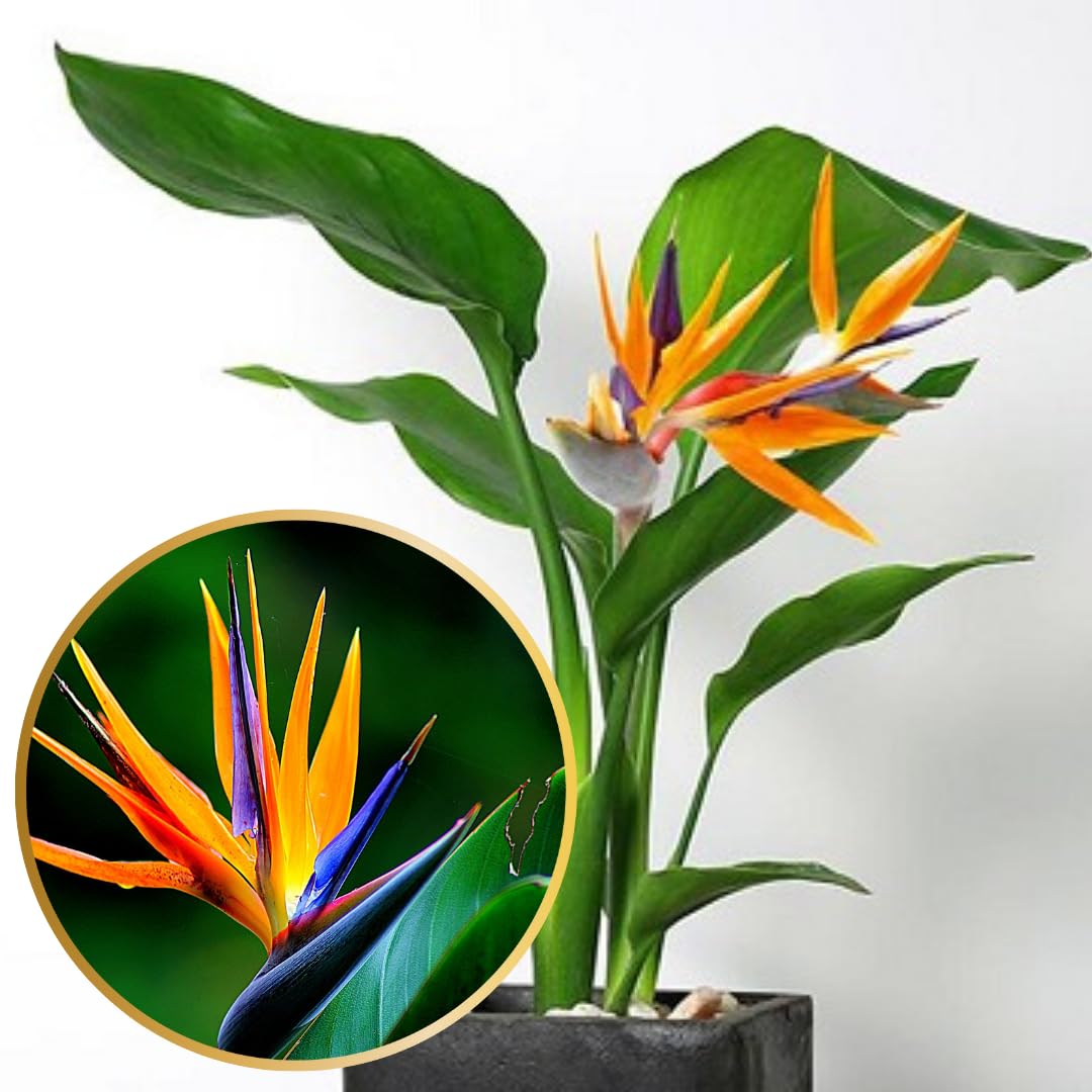 Orange Bird of Paradise Plants Live, Strelitzia Reginae Well-Rooted Bush, 5-9" Tall, No Pot, Tropical Perennial Blooming, Houseplant Indoor Outdoor Planting